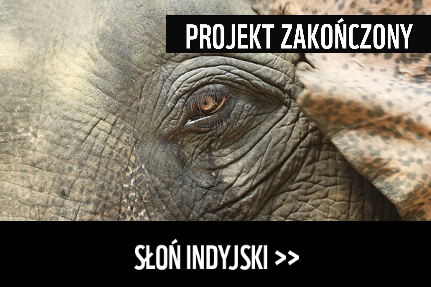 Słoń indyjski zakończony