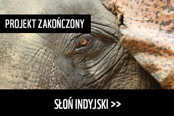 Słoń indyjski