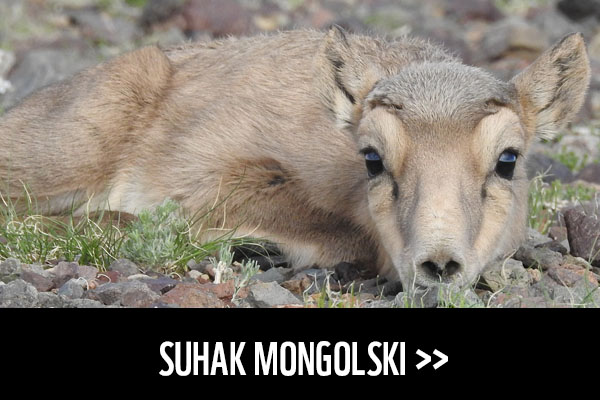 Suhak mongolski