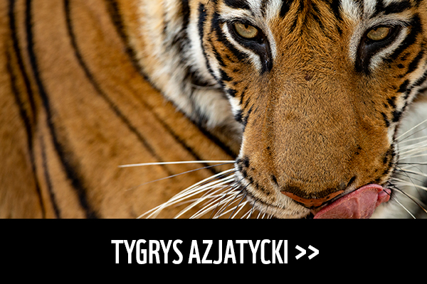 Tygrys azjatycki