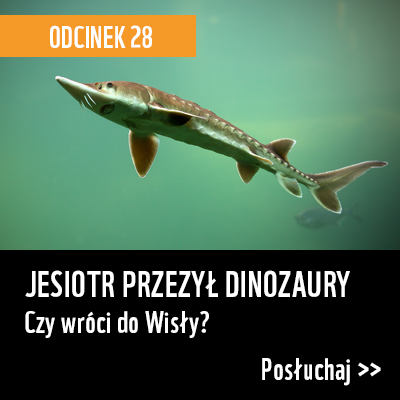 JESIOTR PRZEZYŁ DINOZAURY