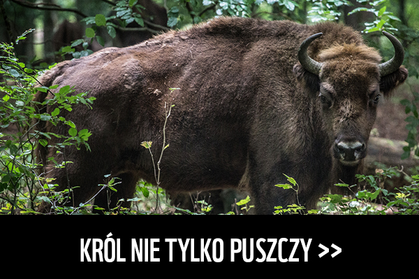 Król nie tylko puszczy