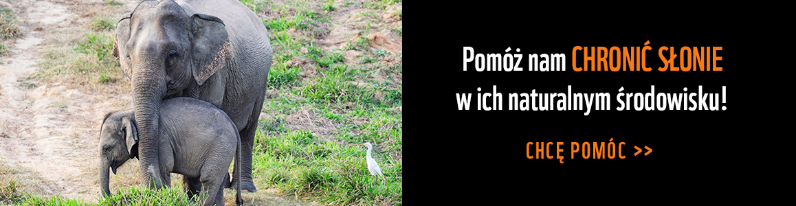 Adoptuj słonia
