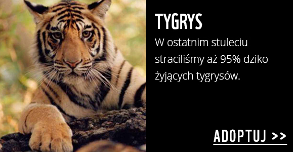 Adoptuj tygrysa