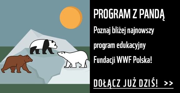 Program z Pandą