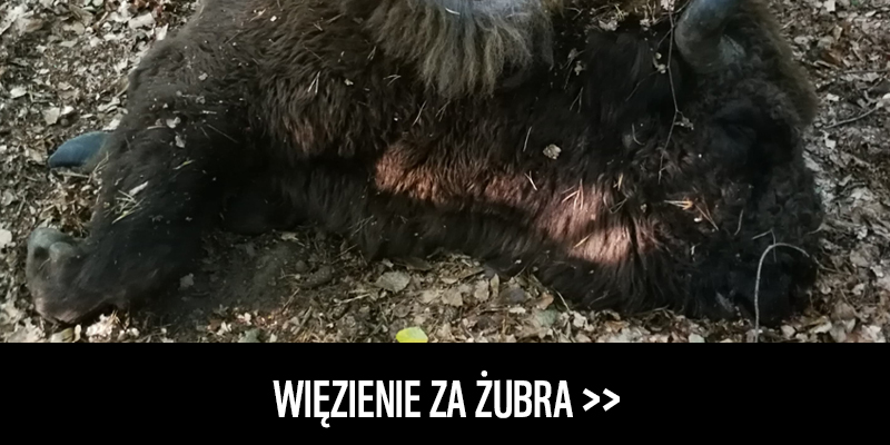 Więzienie za zabicie żubra