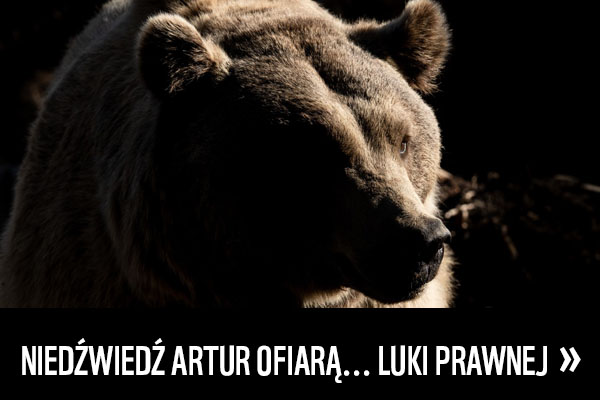 NIEDŹWIEDŹ ARTUR OFIARĄ... LUKI PRAWNEJ