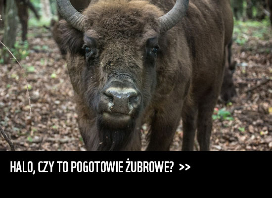 Pogotowie żubrowe