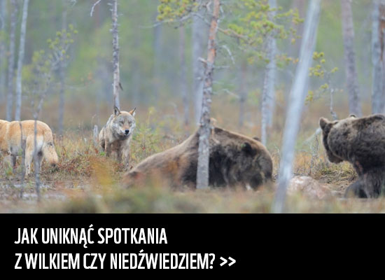 JAK UNIKNĄĆ SPOTKANIA Z WILKIEM CZY NIEDŹWIEDZIEM?