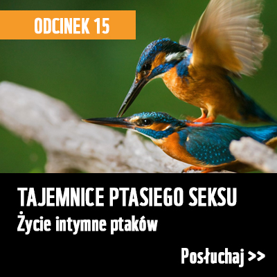 Tajemnice ptasiego seksu - podcast