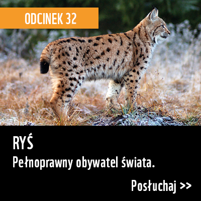 OBYWATEL - Ryś! PODCAST NATURALNIE Z WWF - ODCINEK 32