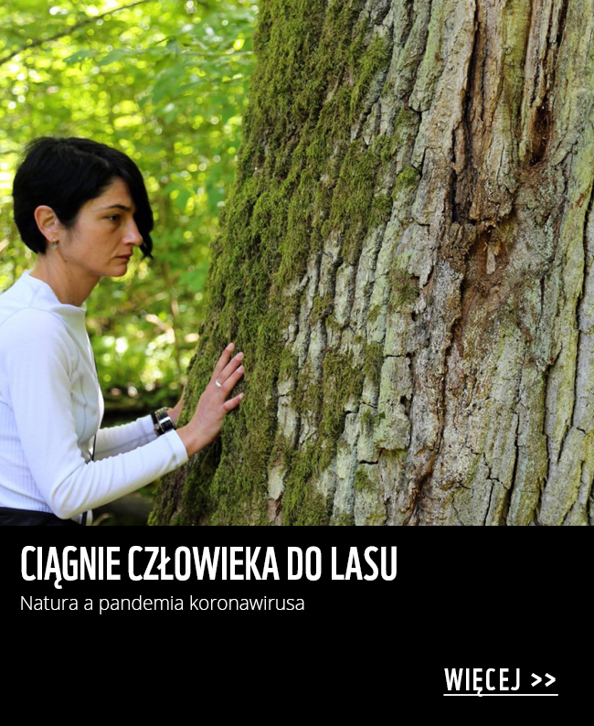 Ciągnie człowieka do lasu