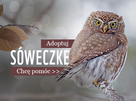 Adoptuj sóweczkę