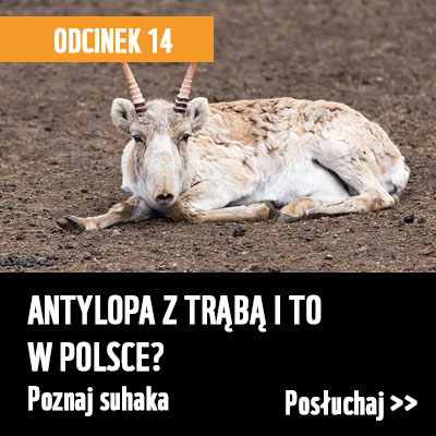 Antylopa z trąbą i to w Polsce? Podcast