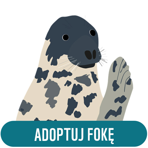 Adoptuj fokę