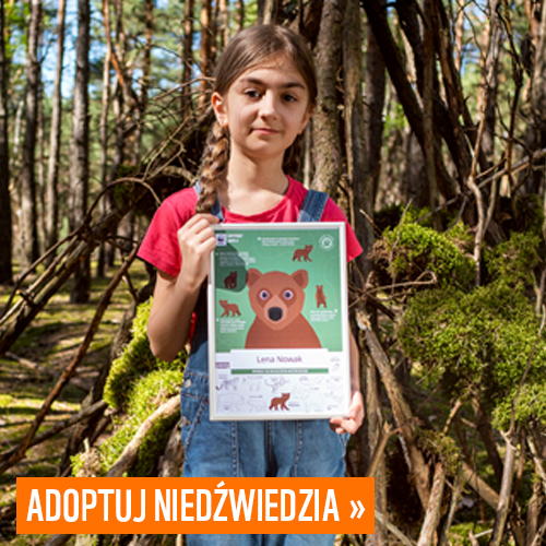 Adoptuj niedźwiedzia >>