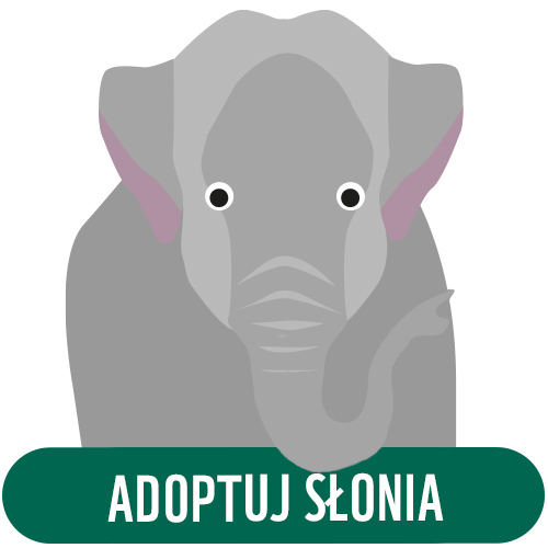 Adoptuj słonia