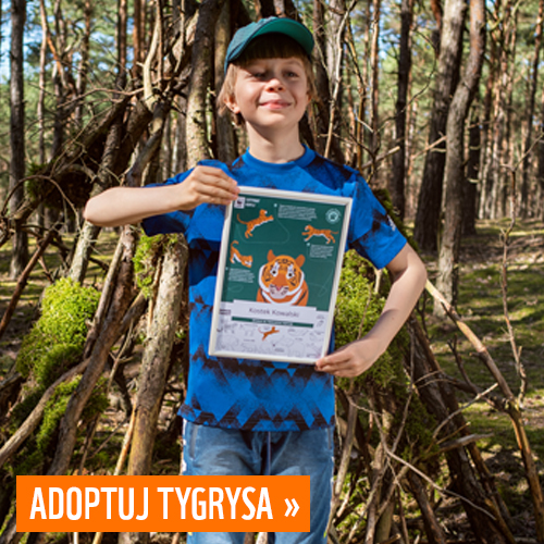 Adoptuj tygrysa