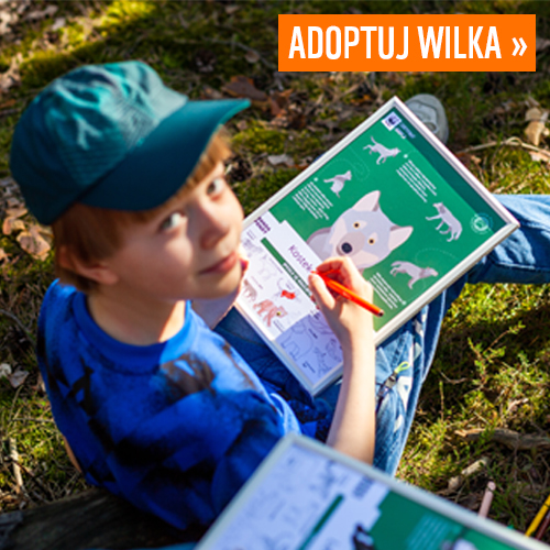 Adoptuj wilka