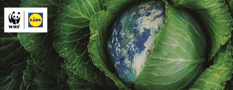 Dieta Przyjazna Planecie pilotaż. Dowiedz się więcej