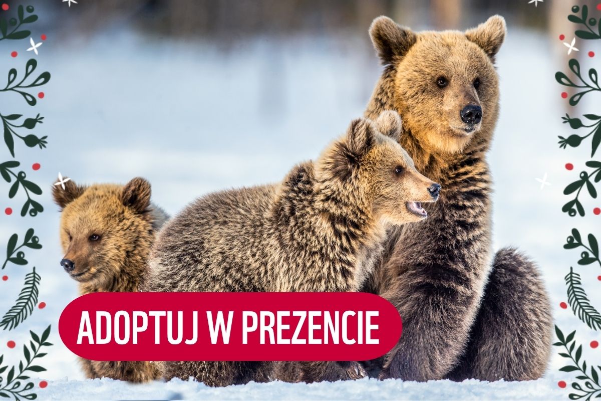 banner adoptuj w prezencie