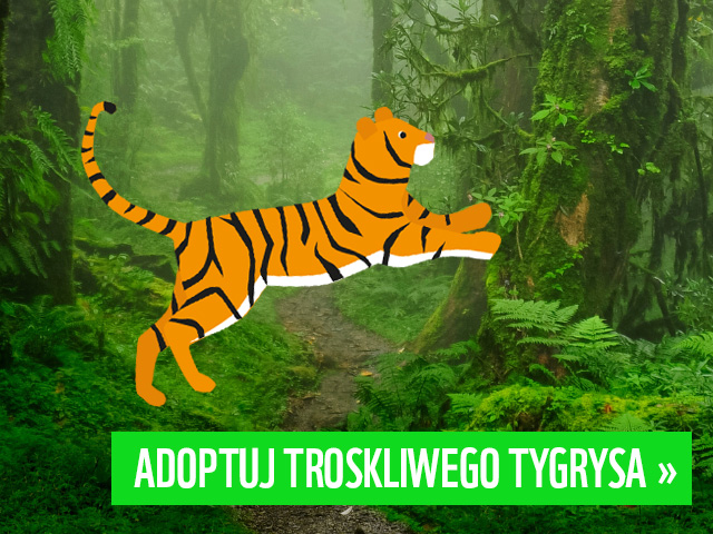 adoptuj tygrysa