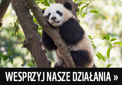 Baner z pandą wielką