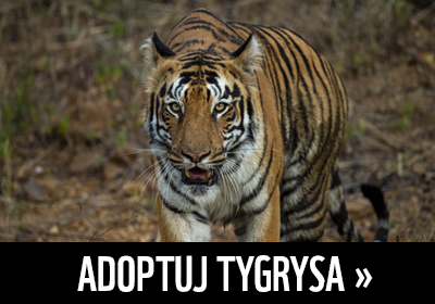 Adoptuj tygrysa