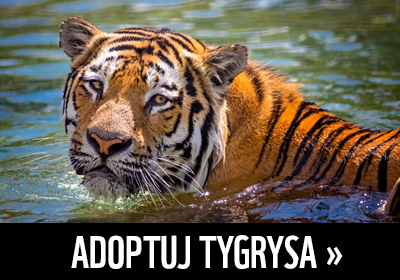 Adoptuj tygrysa