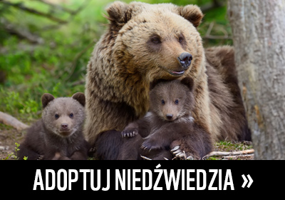 adoptuj niedźwiedzia