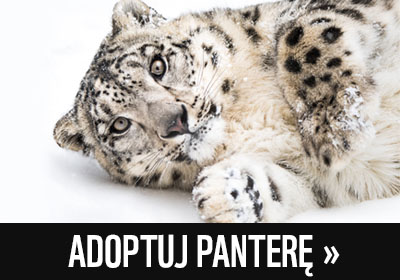 Baner do adopcji pantery śnieżnej