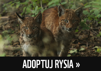 Adoptuj rysia