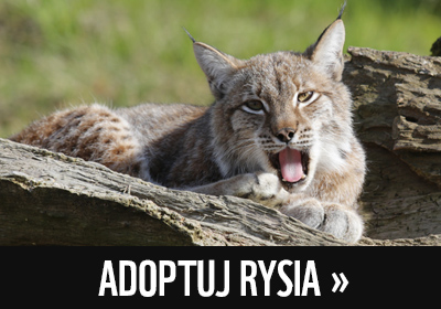 Adoptuj rysia