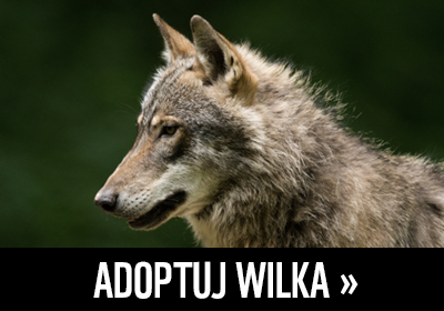 Adoptuj wilka