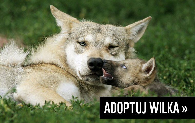 adoptuj wilka