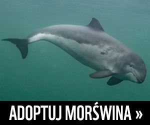 Adoptuj morświna