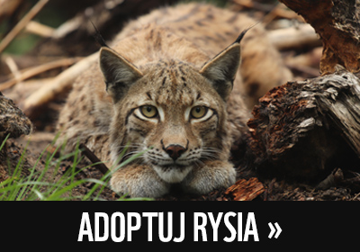 Adoptuj rysia