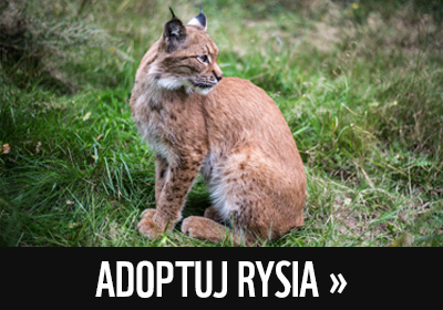 Adoptuj rysia