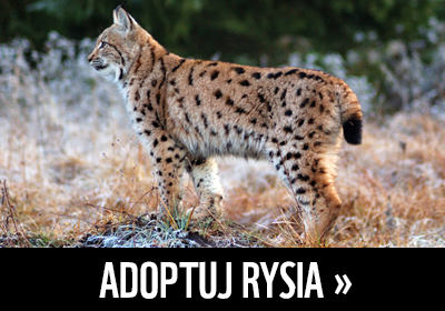 Adoptuj rysia