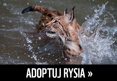 adoptuj rysia