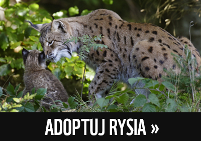 Adoptuj rysia