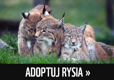 Adoptuj rysia