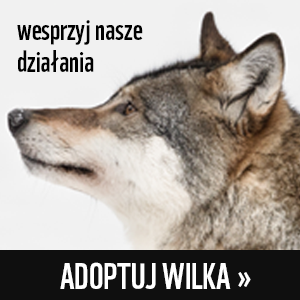 wilk adoptuj