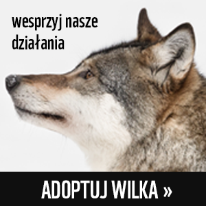Adoptuj wilka