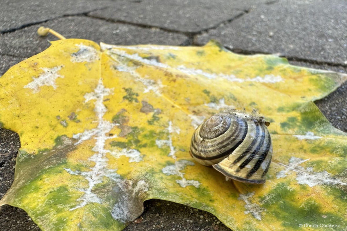 ślimak