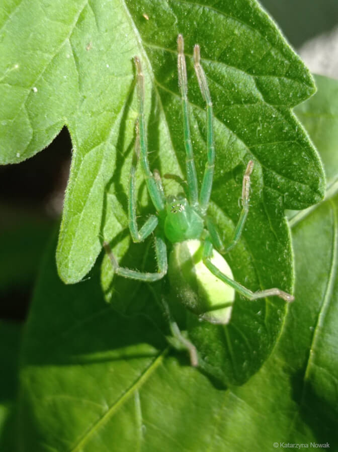 bezkręgowiec na liściu