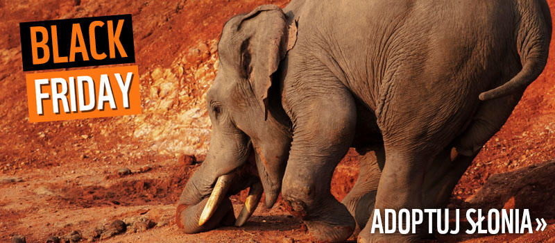 banner adoptuj slonia