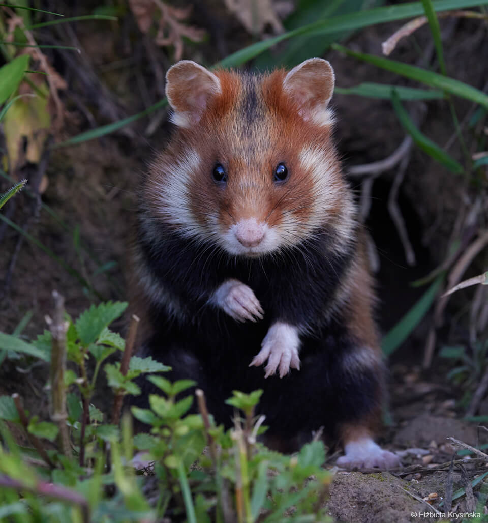 chomik europejski przy swojej norze