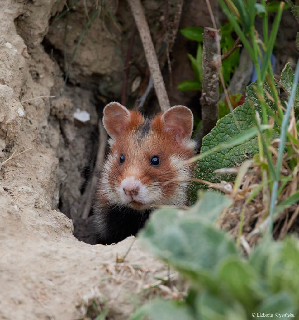 chomik europejski w norze