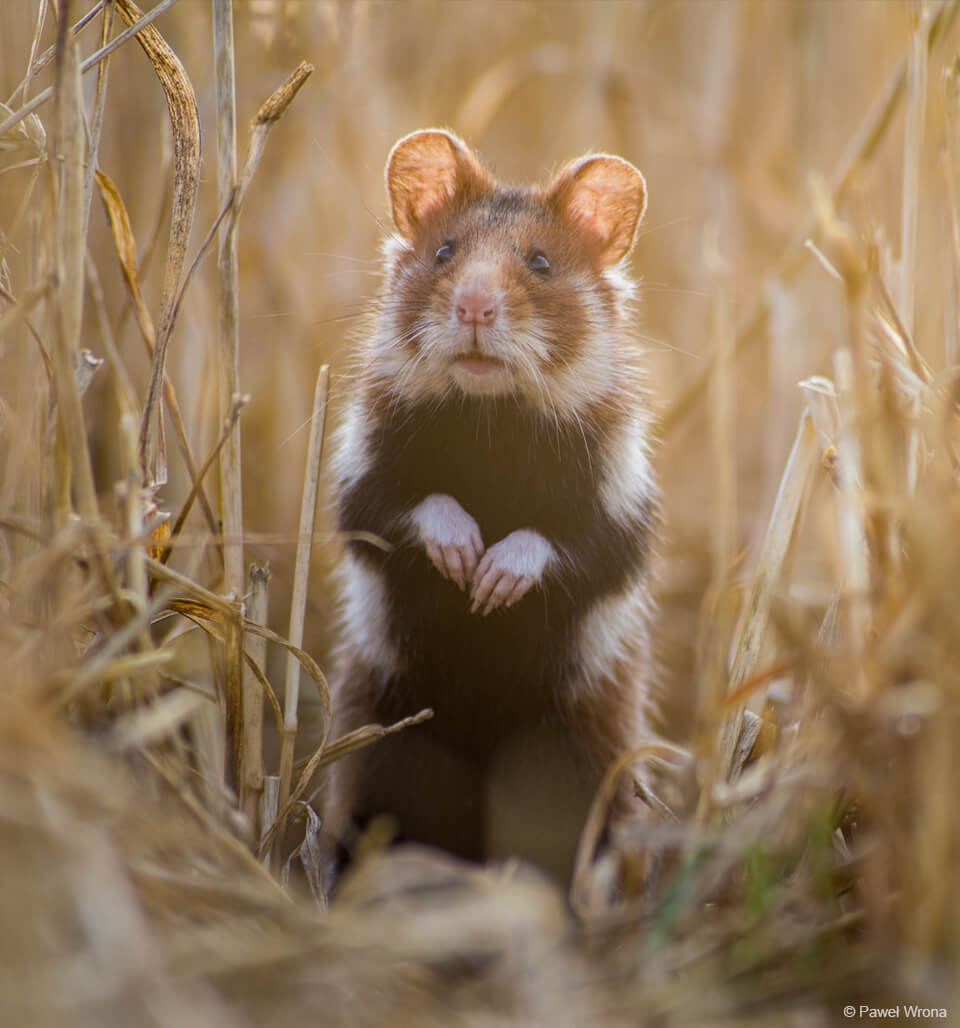 chomik europejski w polu zboża